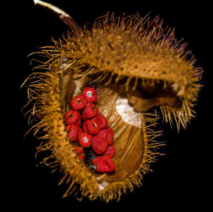 Fruto e sementes de Urucum (Bixa orellana)