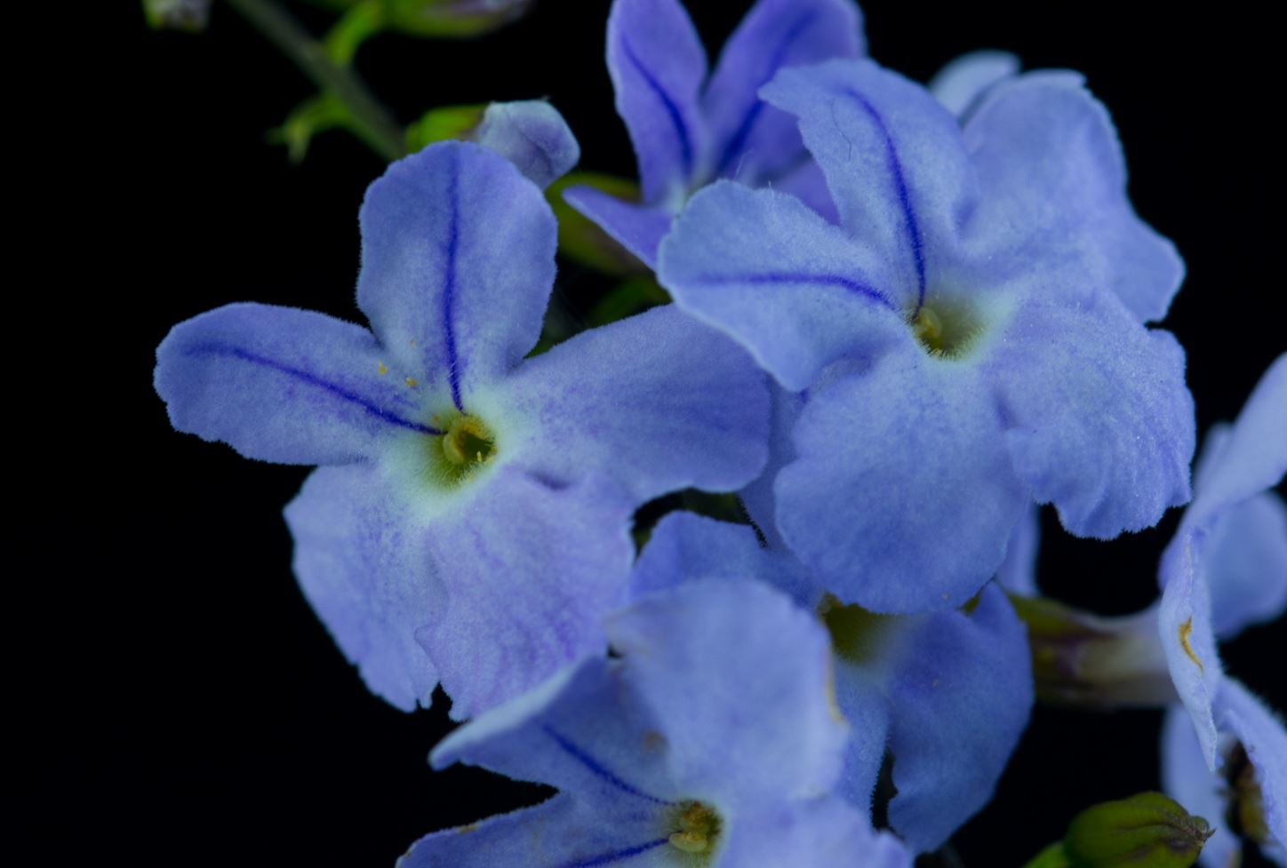 Flores (Duranta repens)
